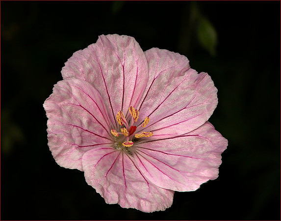 Bloody cranesbill