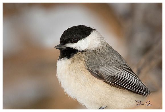 Black-capped Chicadee