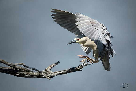 The Landing
