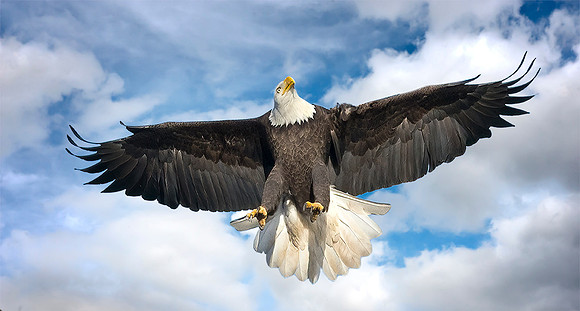 Bald Eagle Soaring