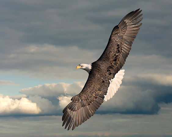Soaring