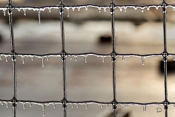 Frozen Fence
