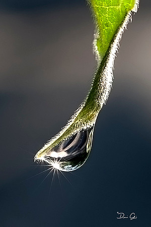 Drop of Sunshine