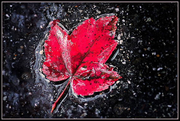 "O" Canada