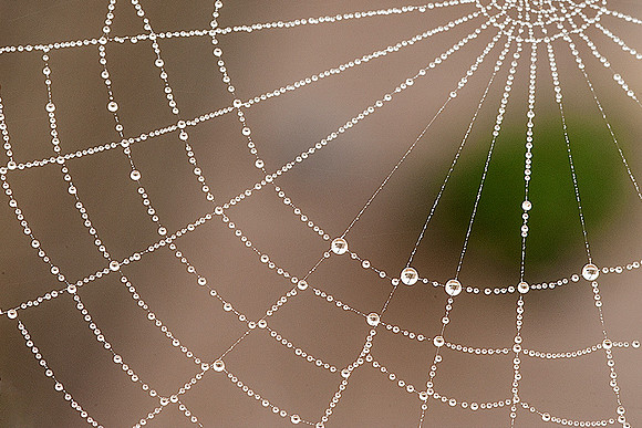 Pearls