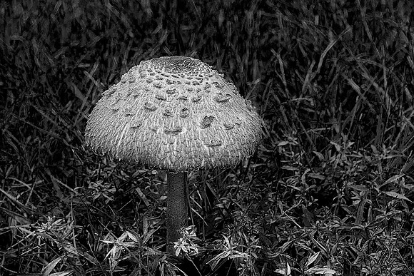 Mushroom