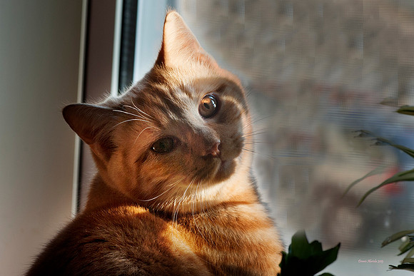 Fred 2