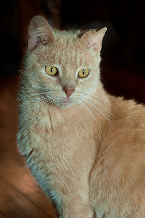 Mel 4