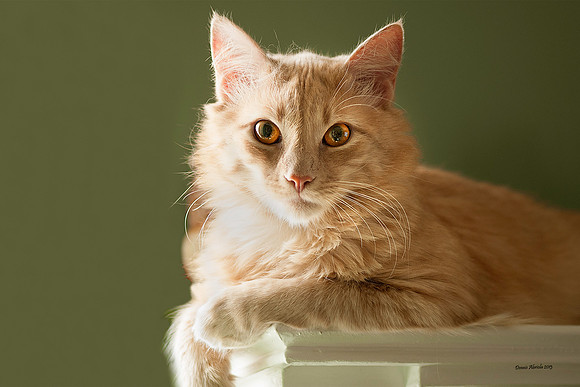 Percy 3