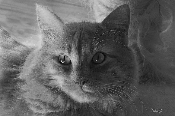 Percy 4