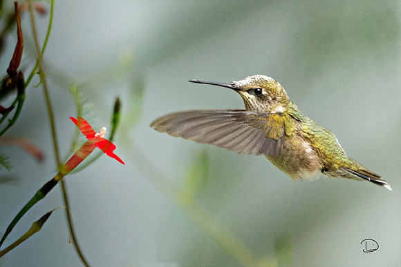 Checking for Nectar