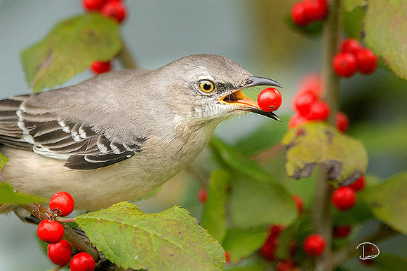Mocking Bird