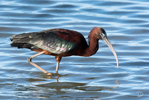 White Faced Ibis