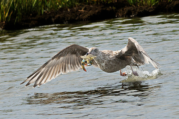 Gull & a Crab