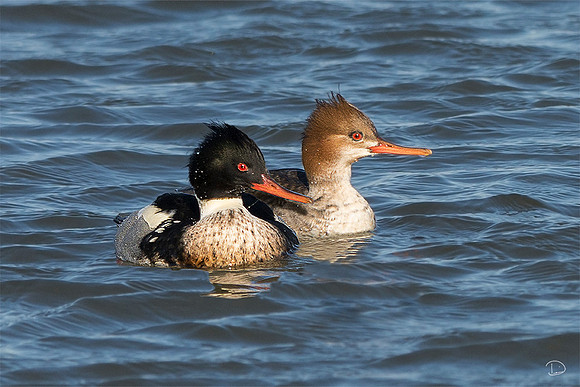 Red-brested Merganser Pair