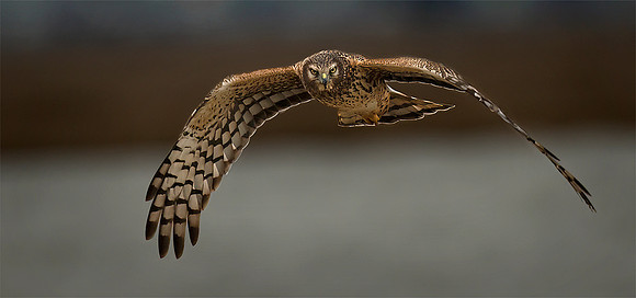 #364 Northern Harrier
