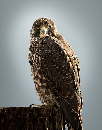 #353 Peregrine Falcon