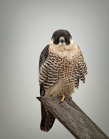 #340 Peregrine Falcon