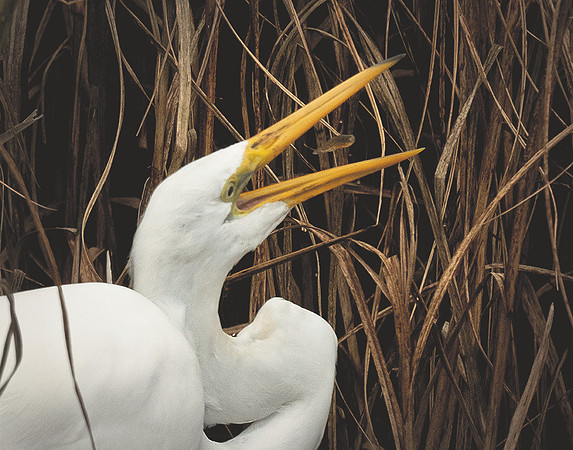 Egret