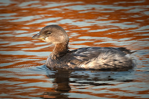Pied-billed grebe
