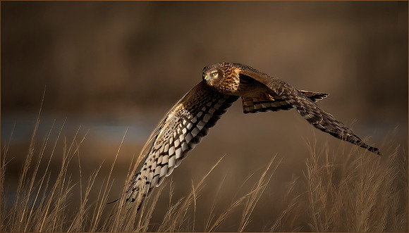 #361 Northern Harrier