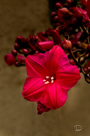 Red Flower Maui