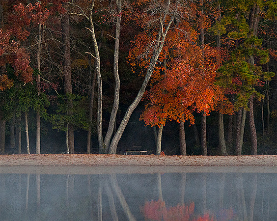 Pinelands Reflections #222