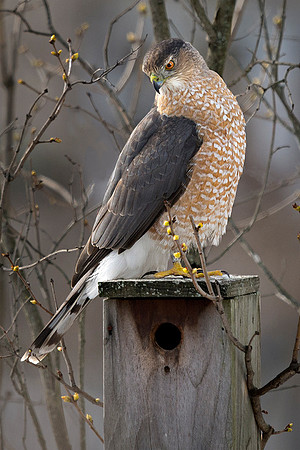 #181 Cooper's Hawk