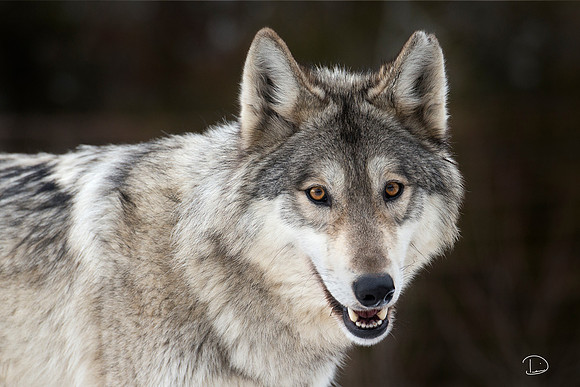 Pack Member