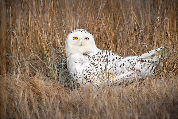 Snowy Owl 1