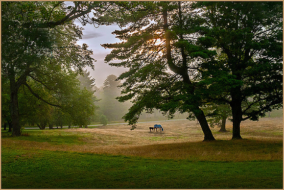 Mountain Pasture #49