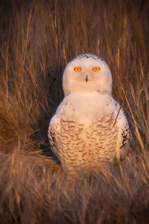 Snowy Owl 3