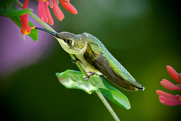 #162 Search for Nectar