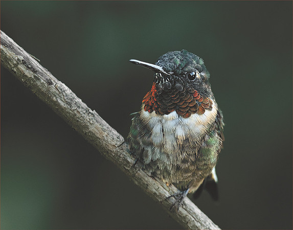 Hummer