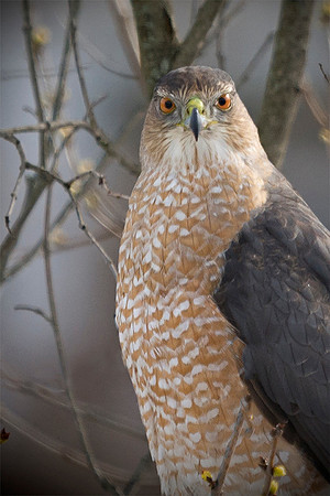 Cooper's Hawk 1