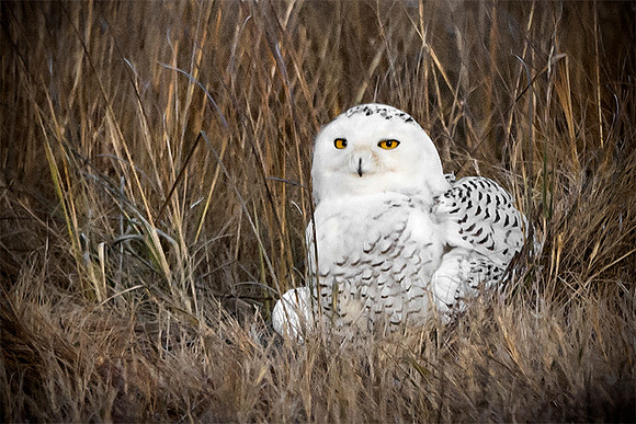 #169 Snowy Owl