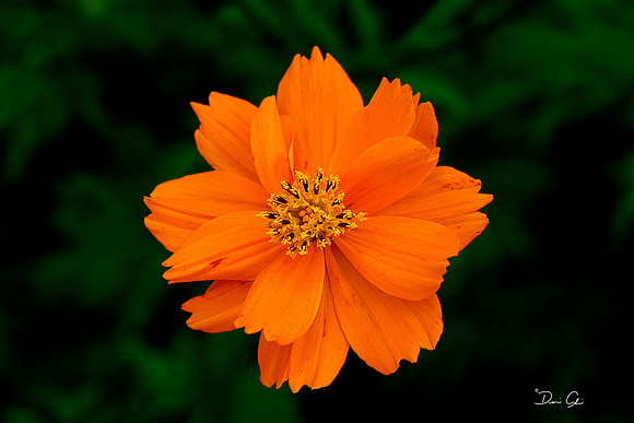 Orange Cosmos