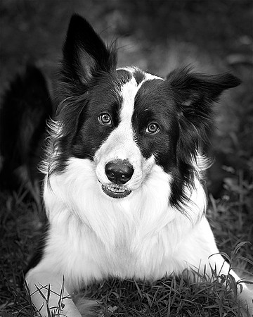 Border Collie