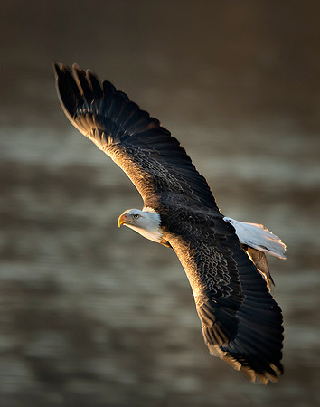 #176 Morning Catch