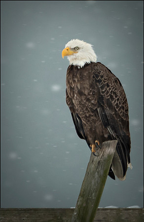 Snowy Eagle