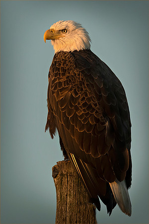 Bald Eagle at the Golden Hour