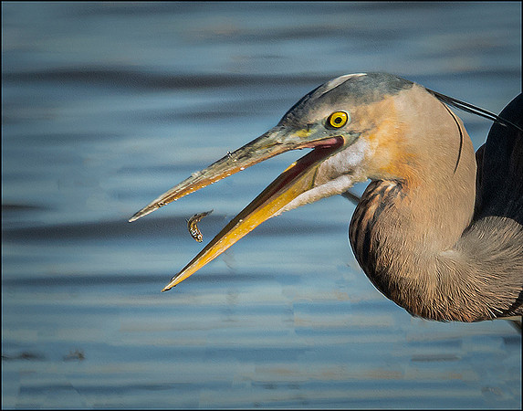 Great Blue Heron , and a Snack