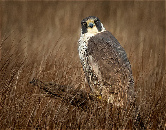 Peregrine Falcon, Eye Balling me