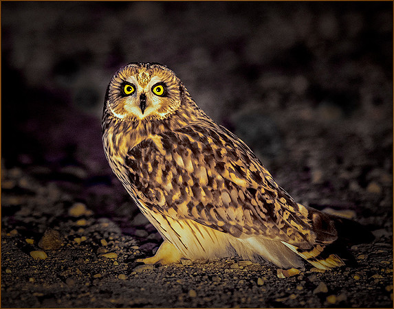 Short-eared Owl