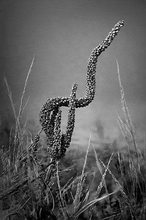 Going to Seed