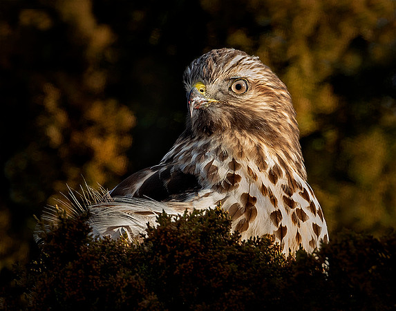Coopers Hawk, Juvenile