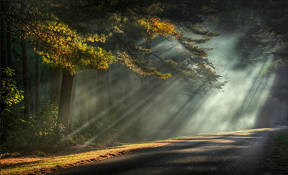 Pinelands Inspiration