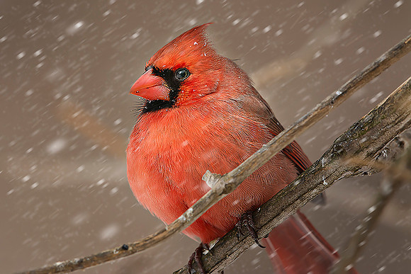 Northern Cardinal #89