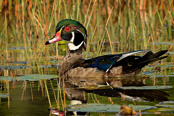 Wood Duck #87