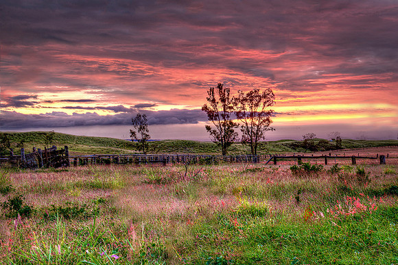 Hawaiian Meadow